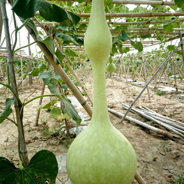 Wild Goose Neck Gourd, 5 Seeds