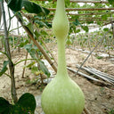 Wild Goose Neck Gourd, 5 Seeds