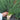 Jiemei Black-leaf Chives Seeds, 5g