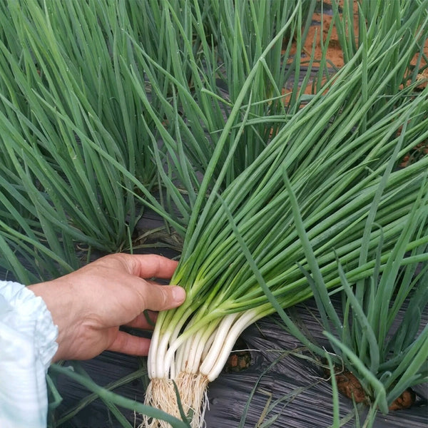 Jiemei Black-leaf Chives Seeds, 5g