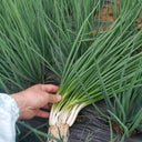 Jiemei Black-leaf Chives Seeds, 5g