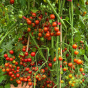 611 Barberry Cherry Tomato, 5 Seeds