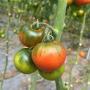 Xingchi Big Strawberry Tomato, 10 Seeds