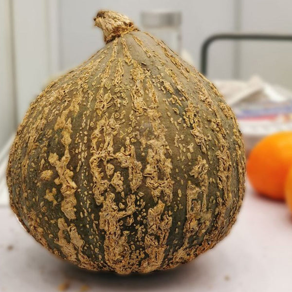 Fushun Ribbed Ugly Pumpkin, 10 Seeds