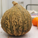 Fushun Ribbed Ugly Pumpkin, 10 Seeds