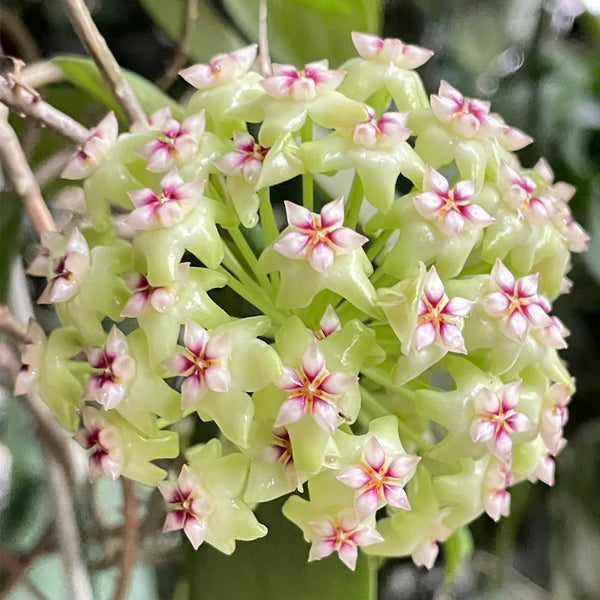 Hoya UT-033, 5 Cuttings