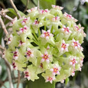 Hoya UT-033, 5 Cuttings