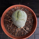 Echinopsis lageniformis f. monstruosa, 6-7cm