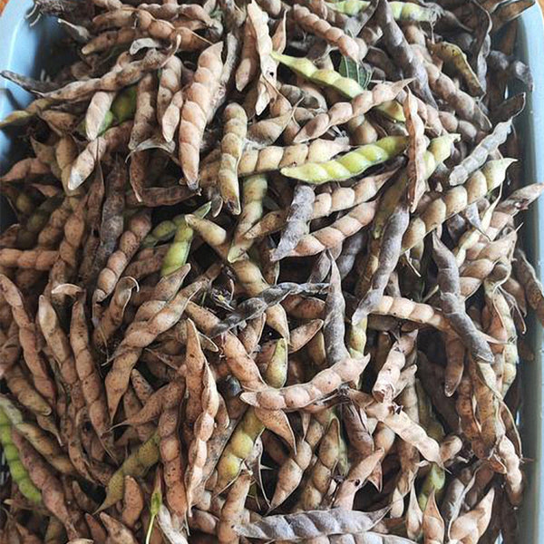 Pigeon Pea Seeds, 50 Seeds
