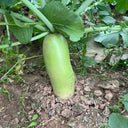 Chinese Green Radish Seeds, 10g