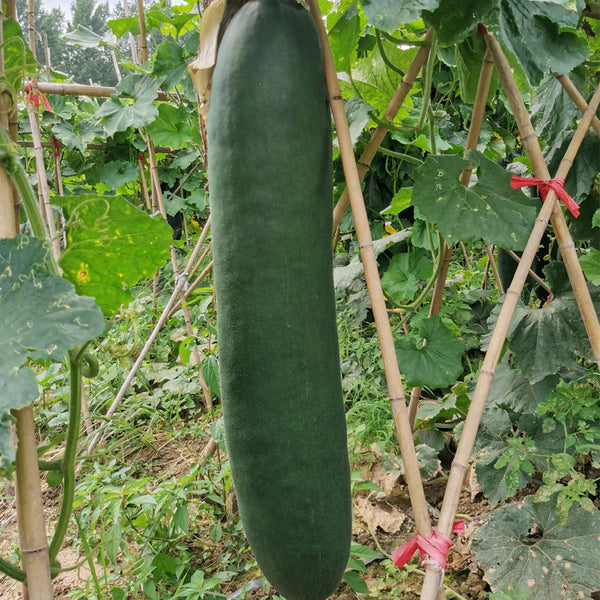 Black General Wax Gourd Seeds, 5g