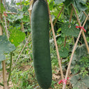Black General Wax Gourd Seeds, 5g