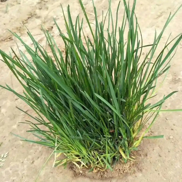 Festuca arundinacea 'Rebel V BT' Seeds, 200g