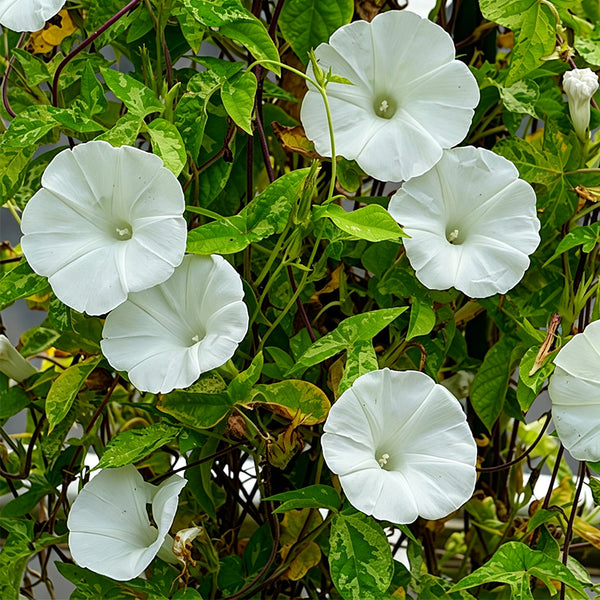 Polar Fox Morning Glory, 3 Seeds