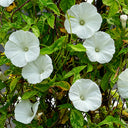 Polar Fox Morning Glory, 3 Seeds
