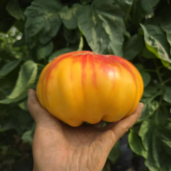 746 Red Belly Tomato, 5 Seeds