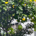 Taifeng No. 1 Apple Luffa, 8 Seeds