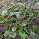 Red-Green Round-leaf Amaranth Seeds, 5g