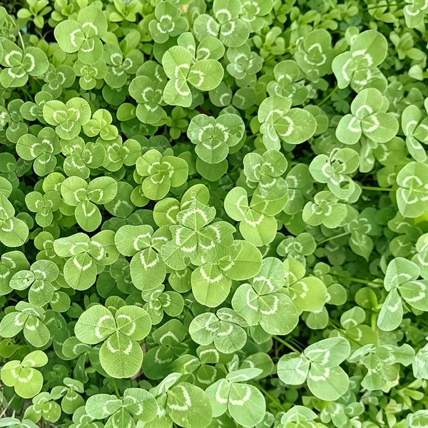 White Mini Clover, 160 Seeds