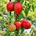 189 Winnie the Pooh Tomato, 5 Seeds