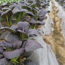 Purple Bok Choy Seeds, 5g