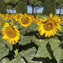 Super Giant Edible Sunflower Seeds, 10g