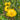 357 Casey's Pure Yellow Tomato, 5 Seeds