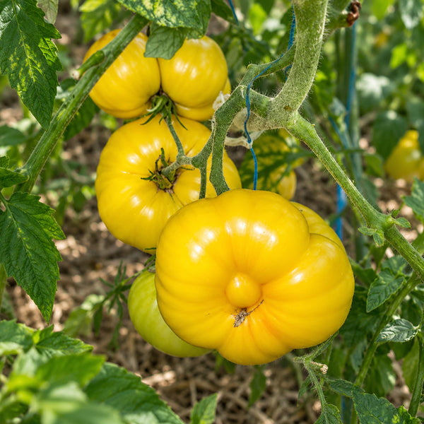 357 Casey's Pure Yellow Tomato, 5 Seeds