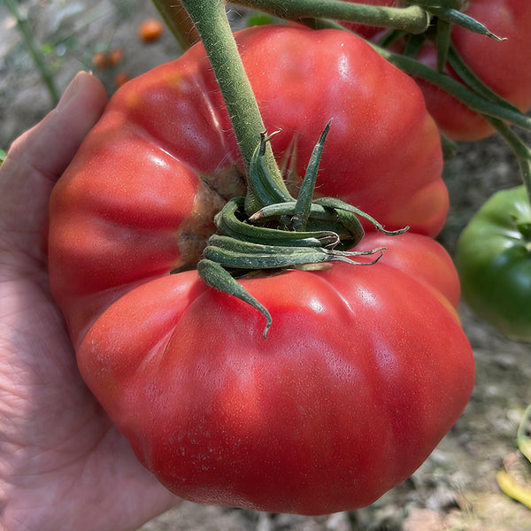 Giant Steak Tomato, 10 Seeds