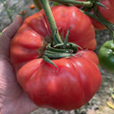 Giant Steak Tomato, 10 Seeds
