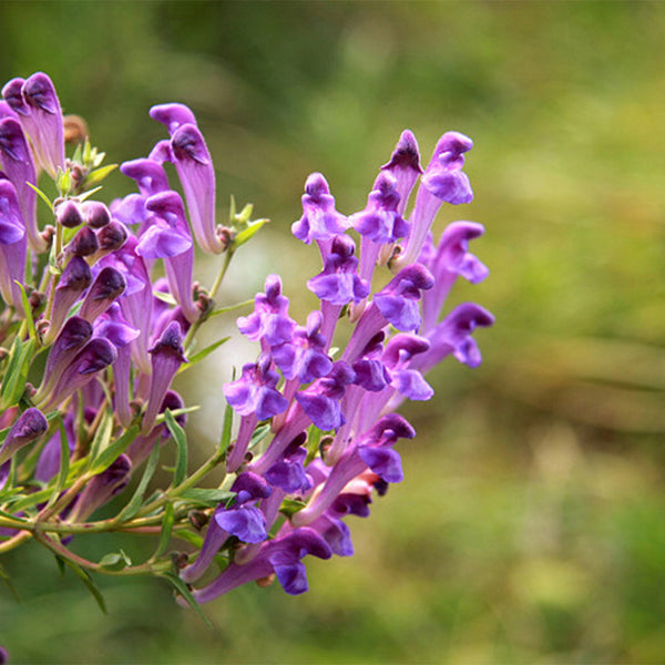 Baical Skullcap, 100 Seeds