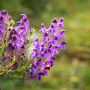 Baical Skullcap, 100 Seeds