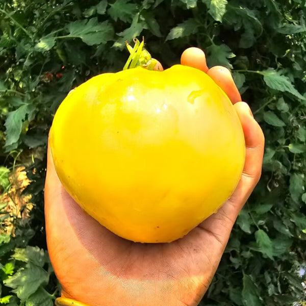 881 White Heart Tomato, 5 Seeds