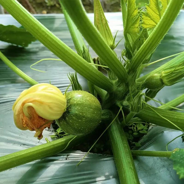 Black Pearl Round Zucchini Seeds, 10 Seeds
