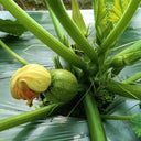 Black Pearl Round Zucchini Seeds, 10 Seeds