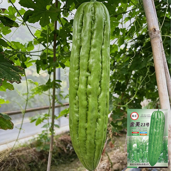 Jiemei 23 Bitter Gourd, 50 Seeds