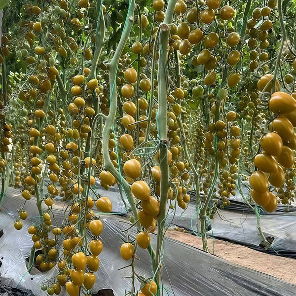 Qingguo Qingcheng F1 Tomato, 5 Seeds