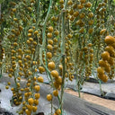 Qingguo Qingcheng F1 Tomato, 5 Seeds