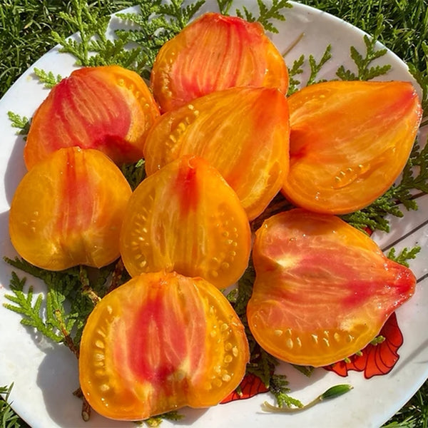808 Orange Mango F6 Tomato, 5 Seeds