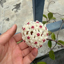 Hoya trinervia 'Splash', 5 Cuttings