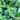 Spearmint Seeds, 300 Seeds