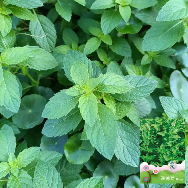 Spearmint Seeds, 300 Seeds