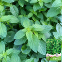 Spearmint Seeds, 300 Seeds