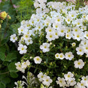 Mountain Sandwort, 10 Seeds