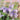 Lacy Phacelia, 200 Seeds