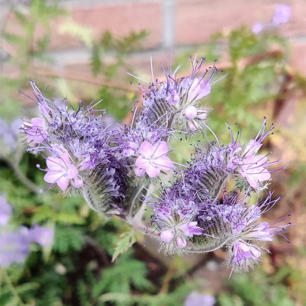 Lacy Phacelia, 200 Seeds