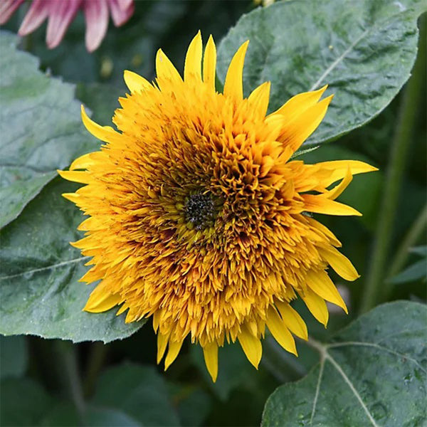 Meteor Double Sunflower, 5~10 Seeds
