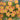 Oxalis obtusa Series Bulb - 'Coppery Orange', 10 Bulbs