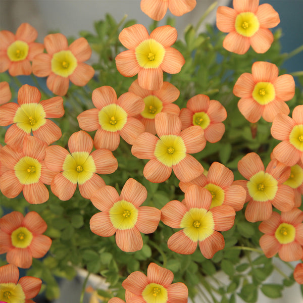 Oxalis obtusa Series Bulb - 'Coppery Orange', 10 Bulbs