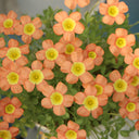 Oxalis obtusa Series Bulb - 'Coppery Orange', 10 Bulbs